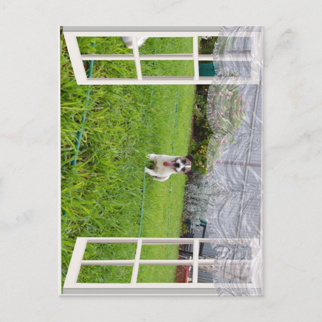 Postal Fox Terrier Come Play, Postcard (Anverso)