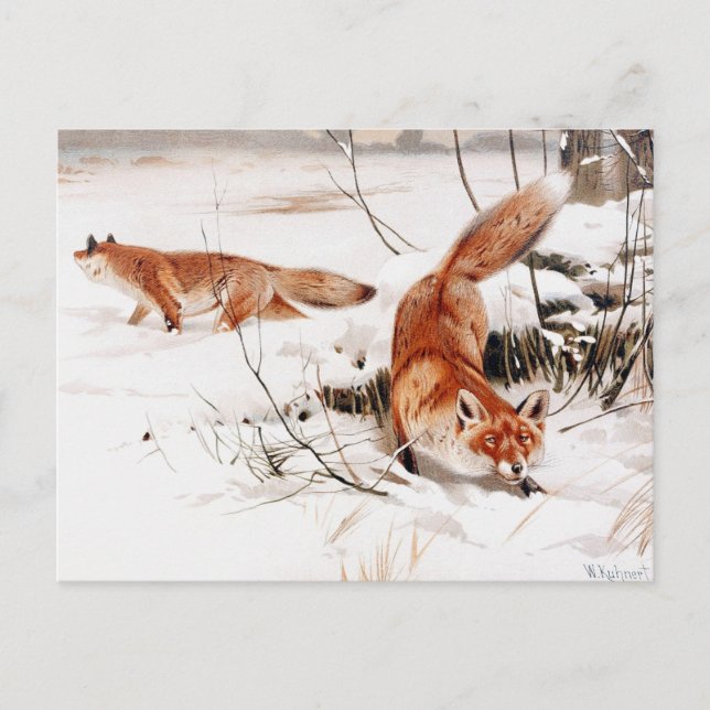 Postal Foxes comunes en la nieve, arte popular, (Anverso)