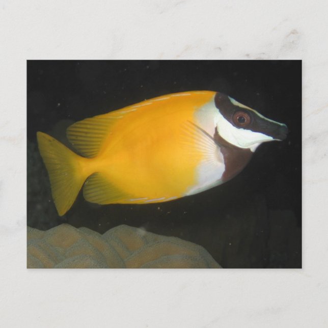 Postal Foxface Rabbitfish (Anverso)