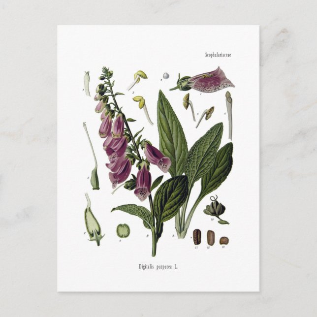 Postal Foxglove (Anverso)