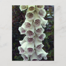 Postal Foxglove