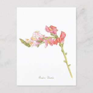 Postal Foxglove