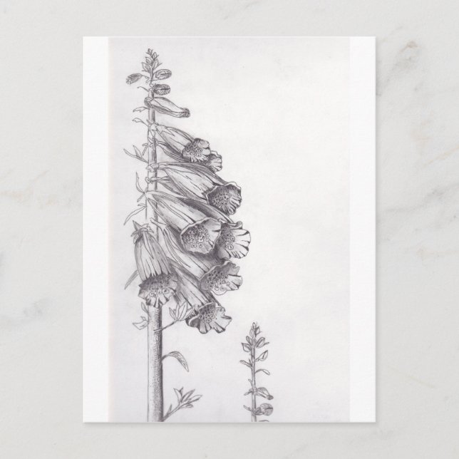 Postal Foxglove (Anverso)