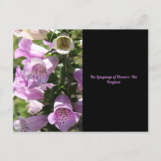Postal Foxglove