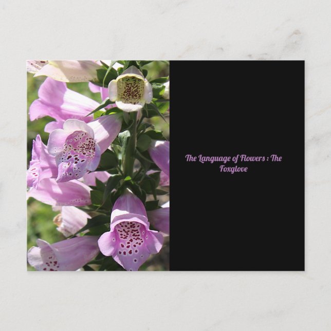 Postal Foxglove (Anverso)