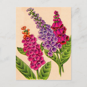 Postal foxglove en rojo y púrpura