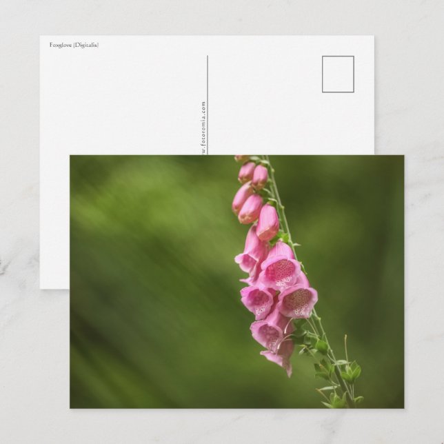 Postal Foxglove Flower Nature Foto (Anverso / Reverso)