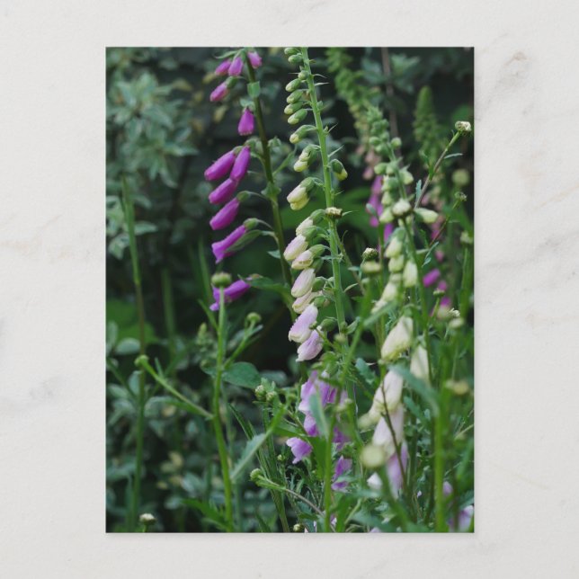 Postal Foxglove Postcard (Anverso)
