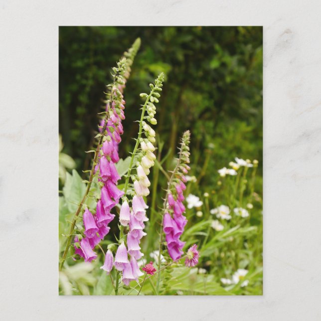 Postal Foxglove Postcard (Anverso)