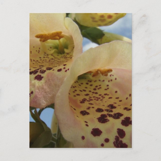 Postal Foxglove Postcard (Anverso)