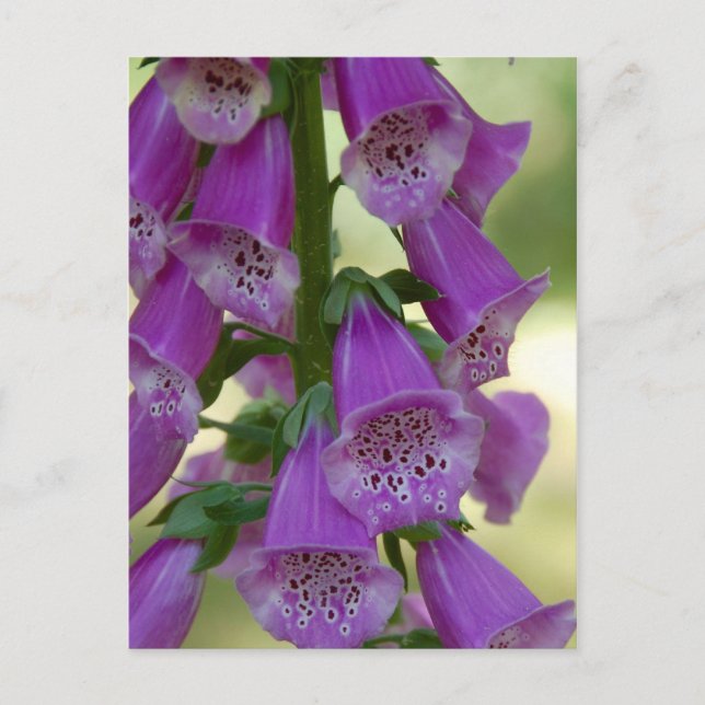 Postal Foxglove Púrpura (Anverso)