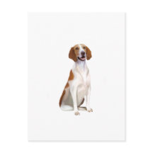 Foxhound americano (A)