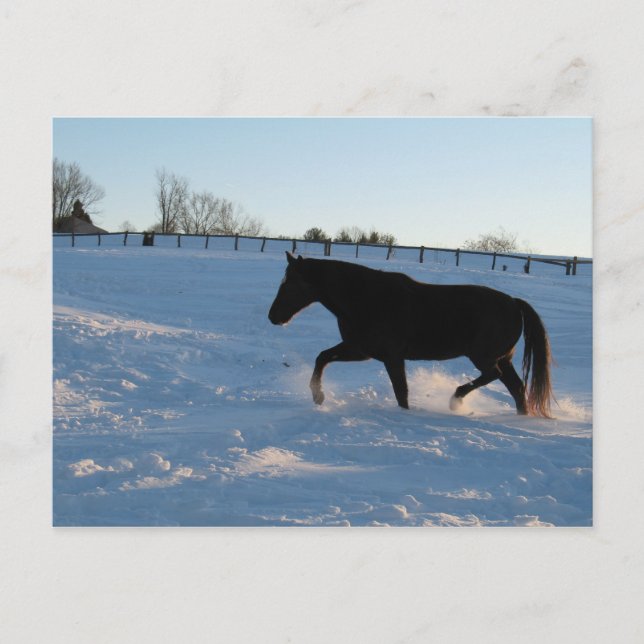 Postal Foxtrotter de Missouri en el crepúsculo (Anverso)