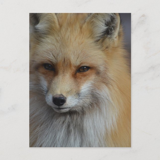 Postal Foxy Fox (Anverso)