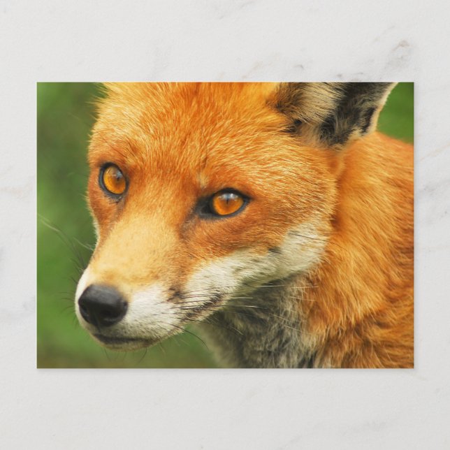 Postal Foxy Lady (Anverso)