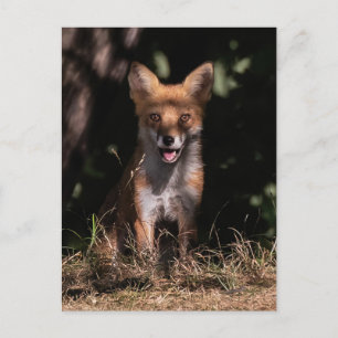 Postal Foxy Sonríe desde las sombras