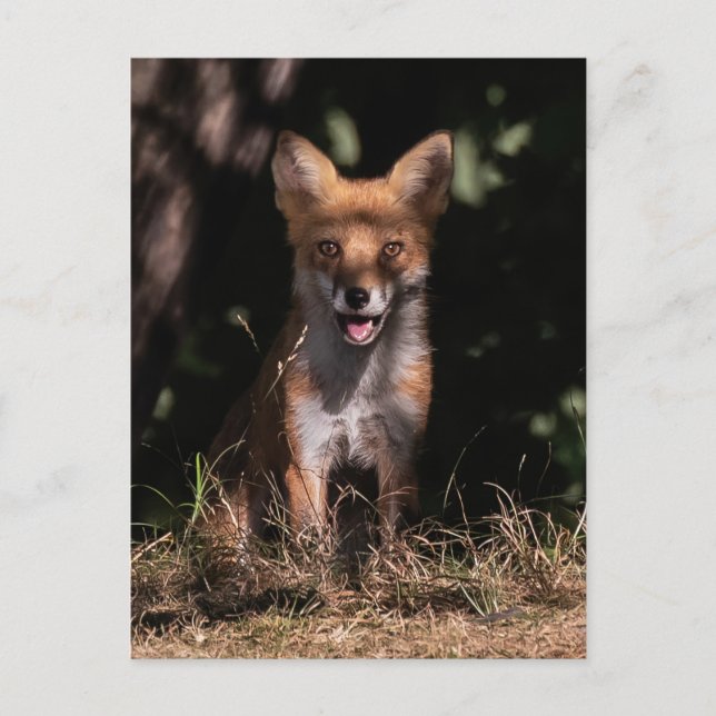Postal Foxy Sonríe desde las sombras (Anverso)