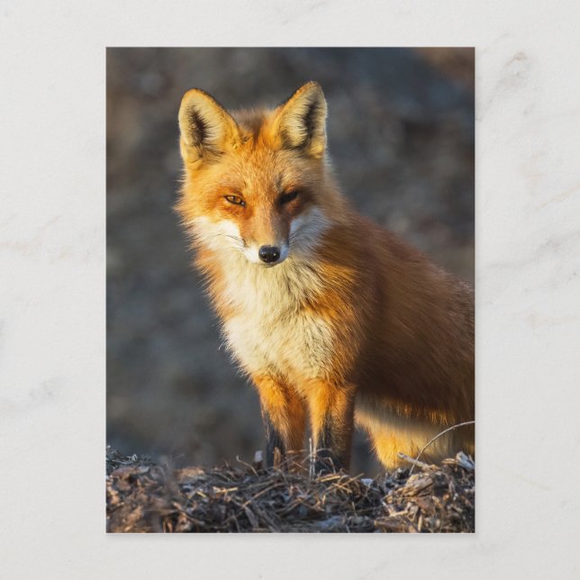 Postal Foxy Stare (Anverso)