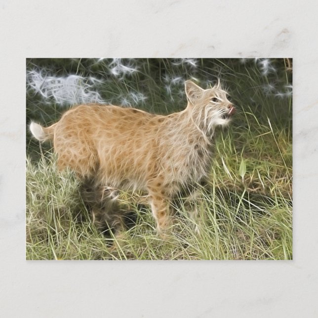 Postal Fractalius Bobcat (Anverso)
