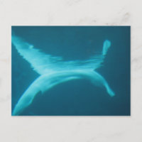 Fractura de la beluga