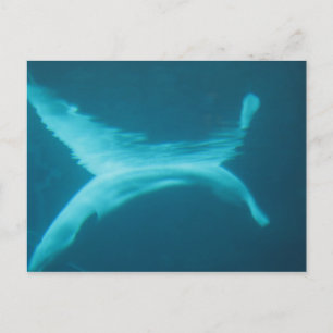 Postal Fractura de la beluga