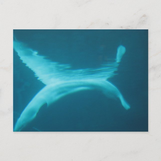 Postal Fractura de la beluga (Anverso)