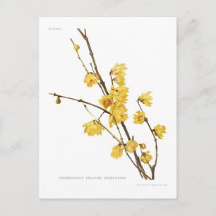 Postal Fraganes de Chimonanthus