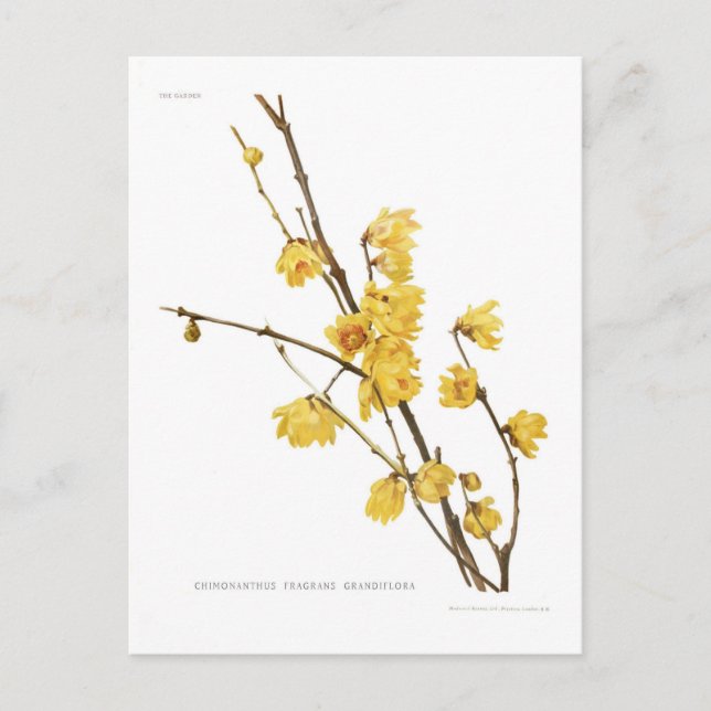 Postal Fraganes de Chimonanthus (Anverso)