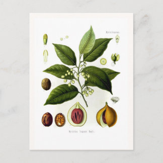 Postal Fraganes de Myristica (nutmeg)
