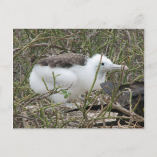 Postal Fragata (ave fragata), Isla Seymour, Galapa