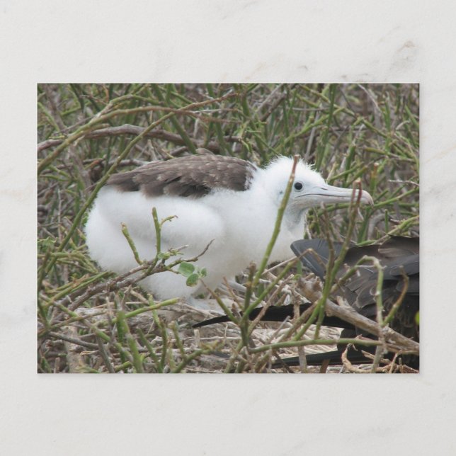 Postal Fragata (ave fragata), Isla Seymour, Galapa (Anverso)