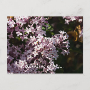 Postal Fragrante Lilac Pensando En Usted Postcard
