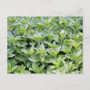 Postal Fragrante Oregano