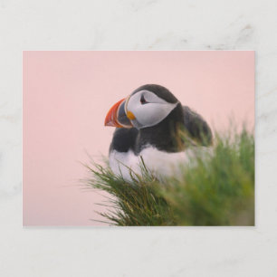 Postal Frailecillo atlántico (Fratercula arctica)