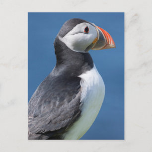 Postal Frailecillo Atlántico (Fratercula Arctica) en Acan
