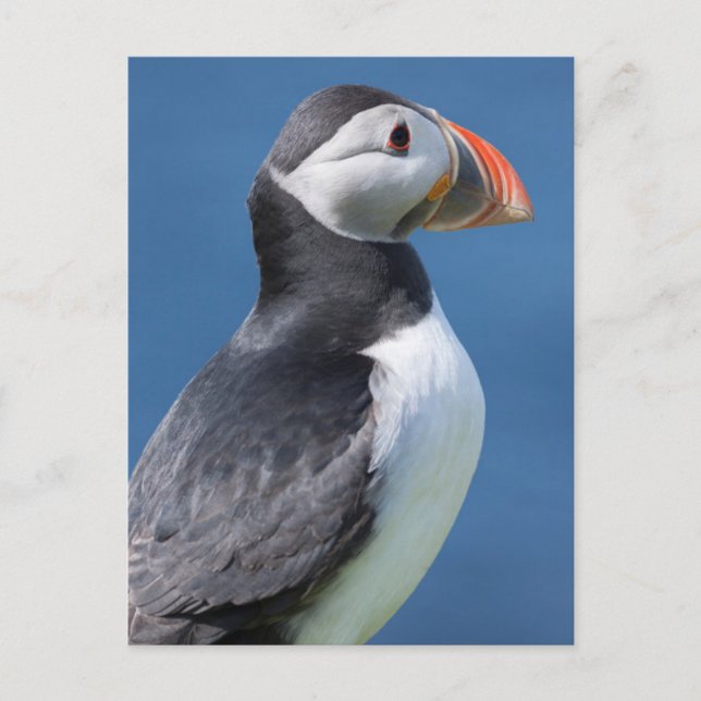 Postal Frailecillo Atlántico (Fratercula Arctica) en Acan (Anverso)