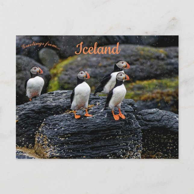 Postal Frailecillos bajo la lluvia en Islandia (Anverso)