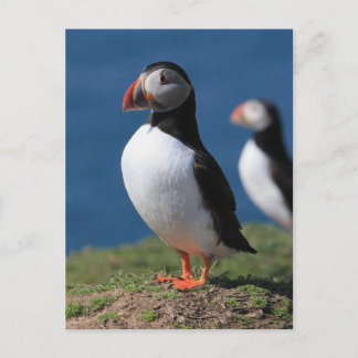 Postal Frailecillos de la isla de Skomer
