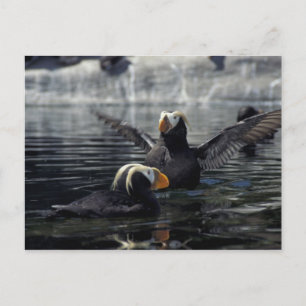 Postal frailecillos moñudos de Alaska