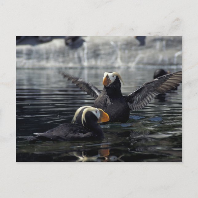 Postal frailecillos moñudos de Alaska (Anverso)