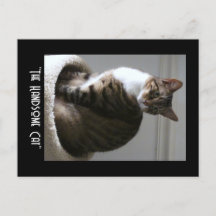 Frak el lindo gato Postcard