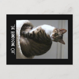 Postal Frak el lindo gato Postcard