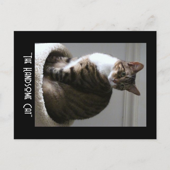 Postal Frak el lindo gato Postcard (Anverso)