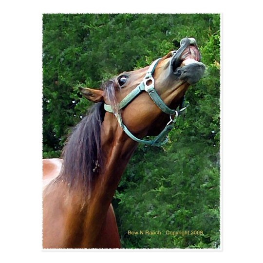 Postal Frambuesa del caballo (estilo del caballo de la