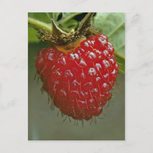 Postal Frambuesa hawaiana (Rubus hawaiiensis)