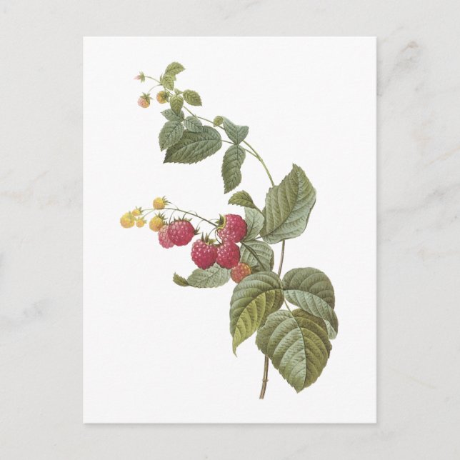 Postal frambuesa (SP del Rubus.) por Redouté (Anverso)