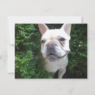 Postal Francés en Patrulla