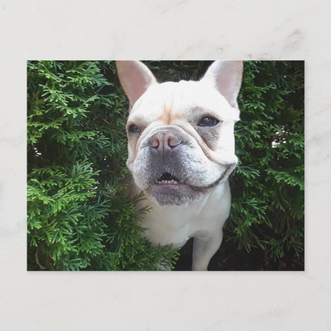 Postal Francés en Patrulla (Anverso)