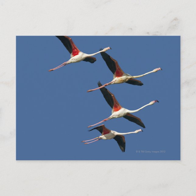 Postal Francia, Bouches du Rhone, Camargue, Greater (Anverso)