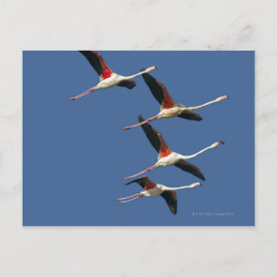 Postal Francia, Bouches du Rhone, Camargue, Greater